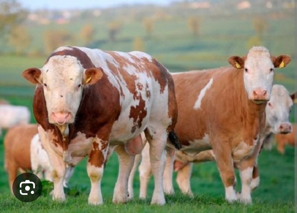 Sut emdi smental buzoqlar sotiladi