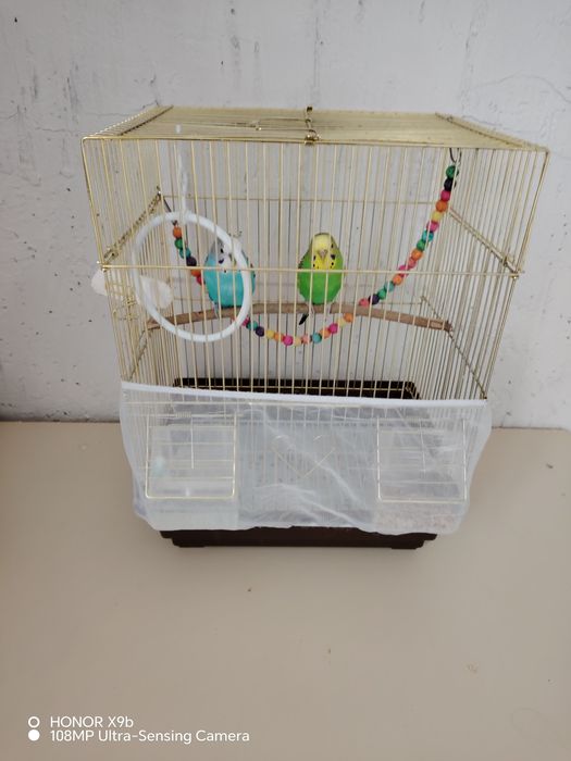 Волнистые попугаи