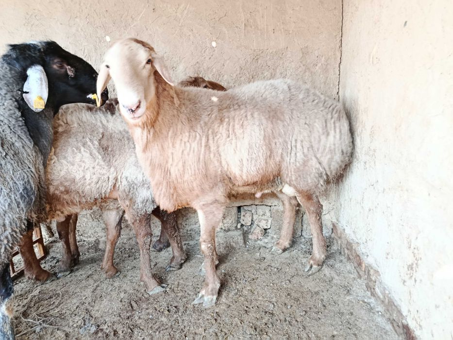 Арашан кой сотилади