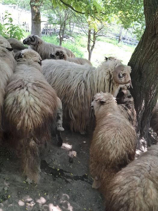 Vând oi mai multe detalii la telefon