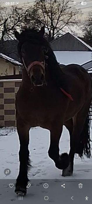 Vând cal semigreu castrat