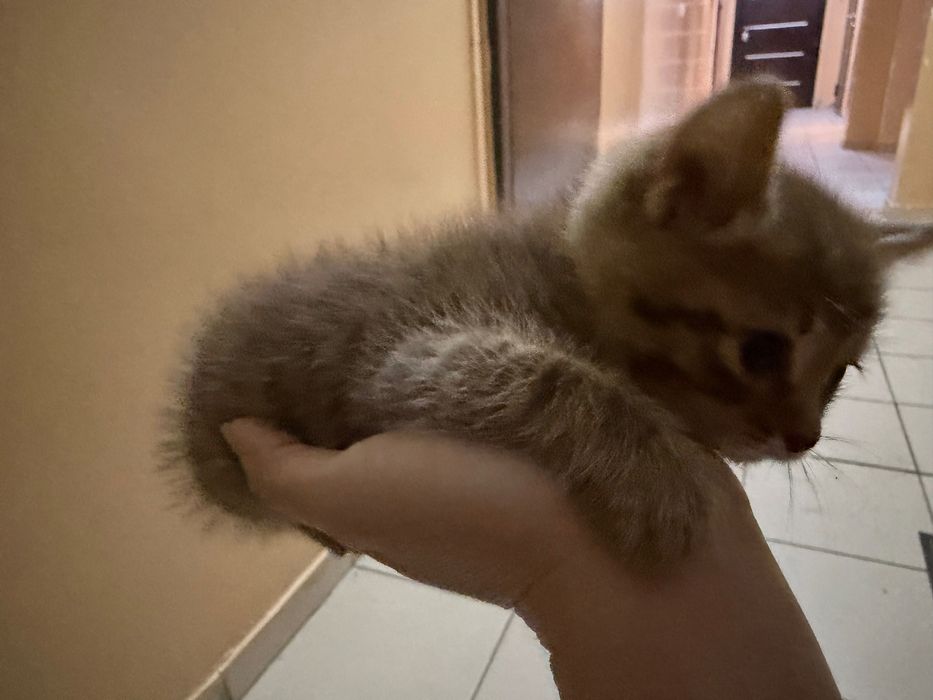 Отдам котенка в добрые руки