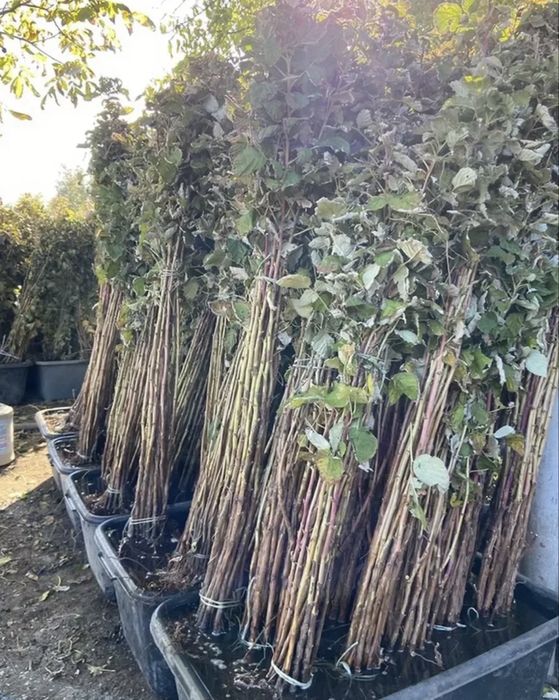 Саженцы яблони, груши, тополь