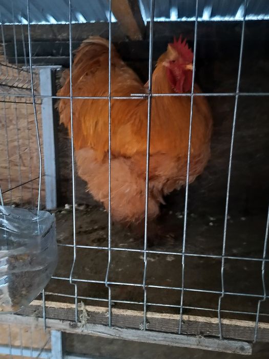 Cocos cochinchina uriaș