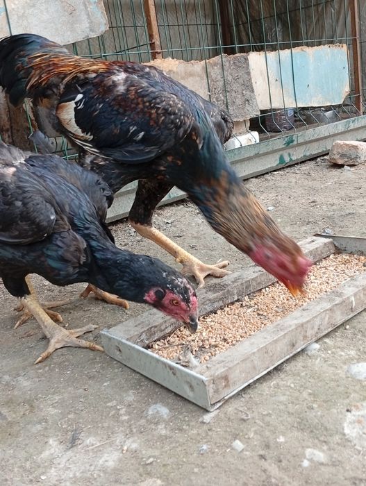 Dakan xoʻroz bilan makiyoni sotiladi. Xoʻroz 400 ming makiyon 200 ming