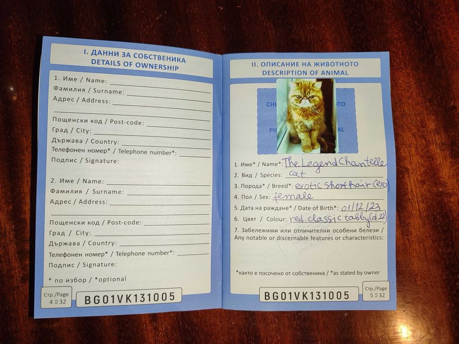 Женски екзотични котки на 2 години и на 5 месеца.