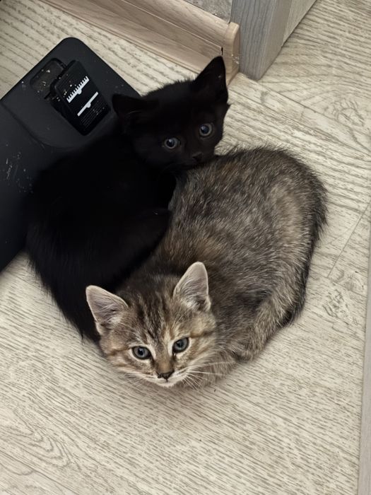 Отдам котят в добрые руки