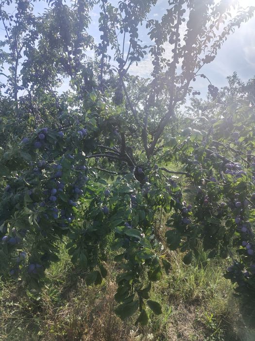 Prune de vânzare