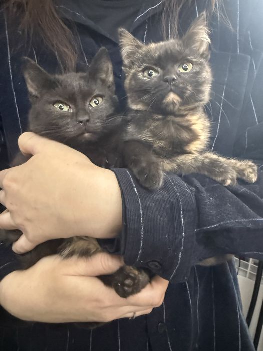 Кошечки-сестрички