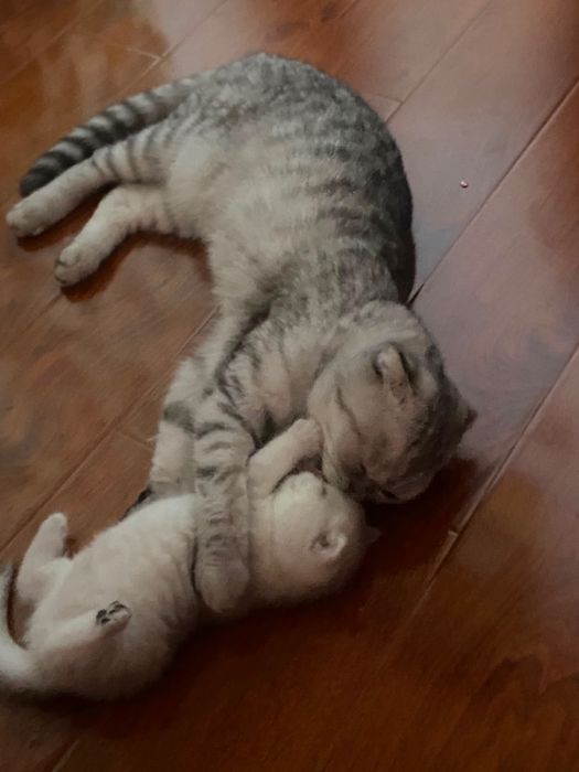 Котята породистые