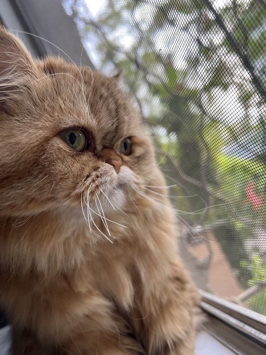 Шикарный кот готов к вязке