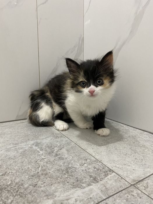 Отдам котят возраст 2 месяца