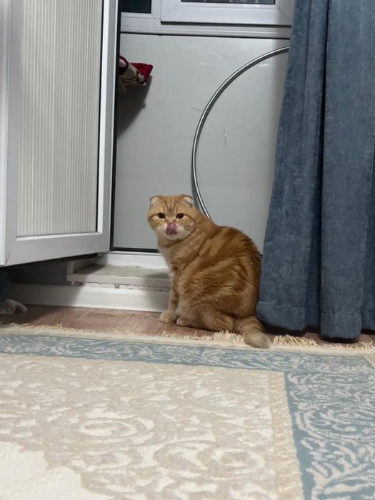 Кошка и кот бесплатно