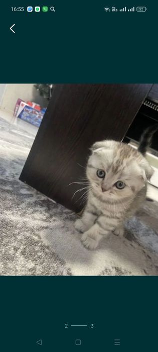 Котята фолды и страйт