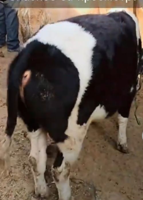 Бір жасар семіз баспактар сатылады