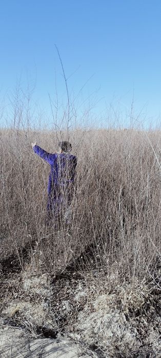 Gujum oddiy gujum sotiladi