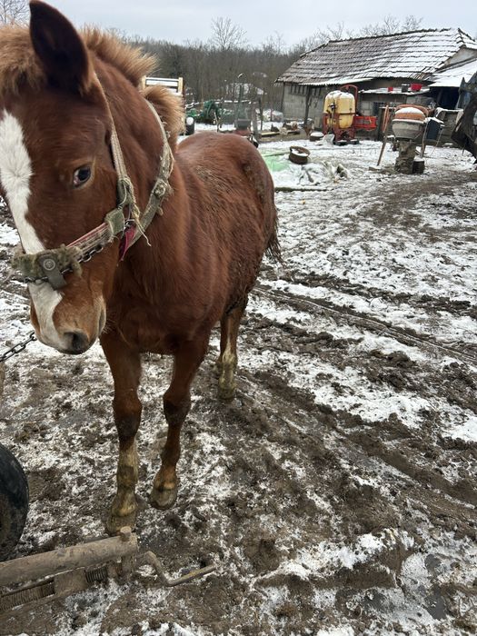 Mânz de 8 luni bland