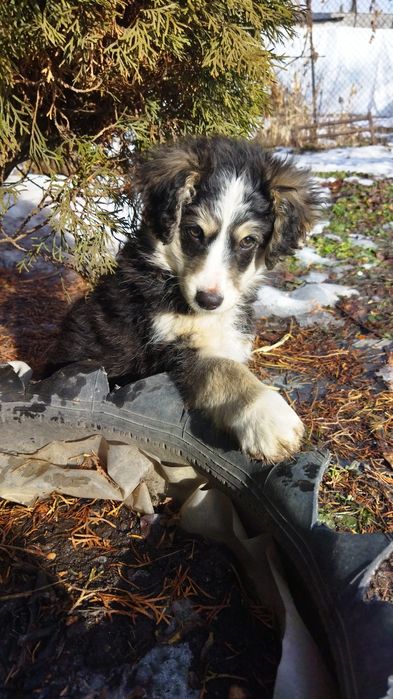 Очаровательная щенок-девочка ищет дом :)