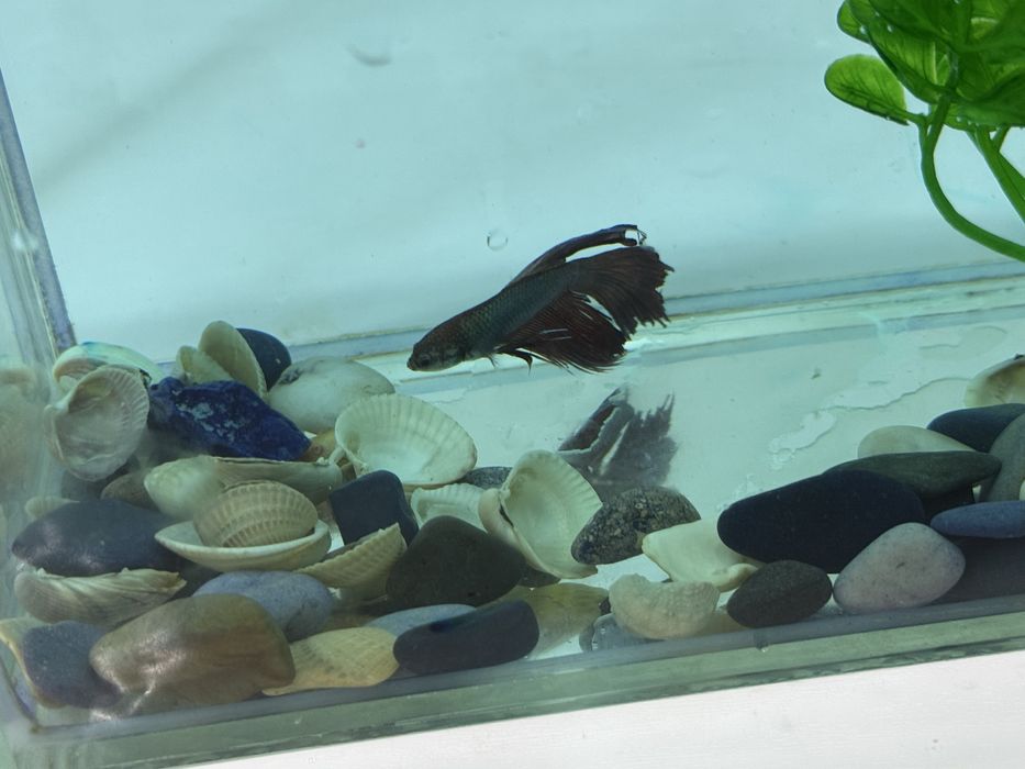 Аквариум с рыбкой и сомиком