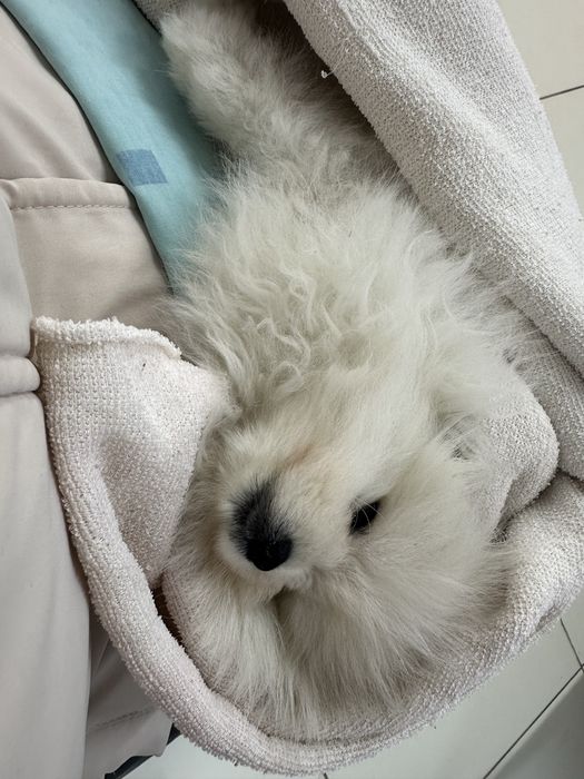 Продам померанского шпица