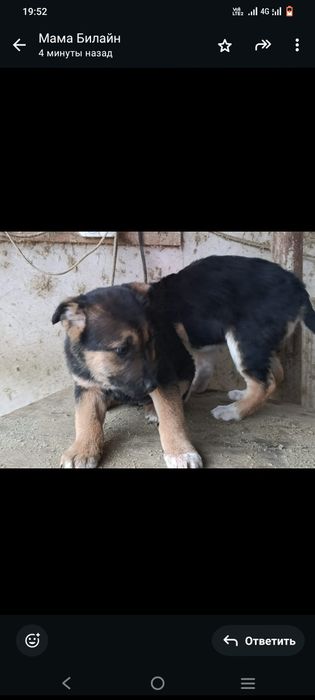 Отдам щенят бесплатно