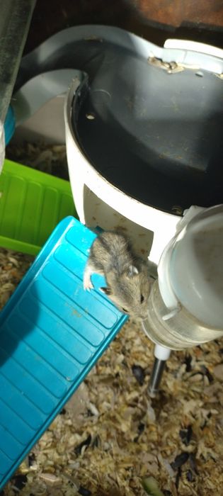 Donez femela hamster pitic