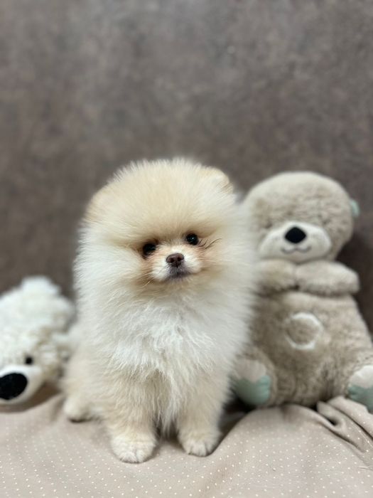 Шпиц девочка кремовая