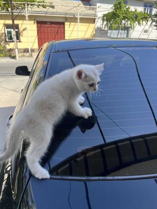 British silver shorthair