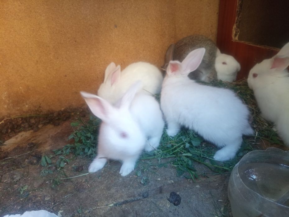 Қойан  қойан  қойан