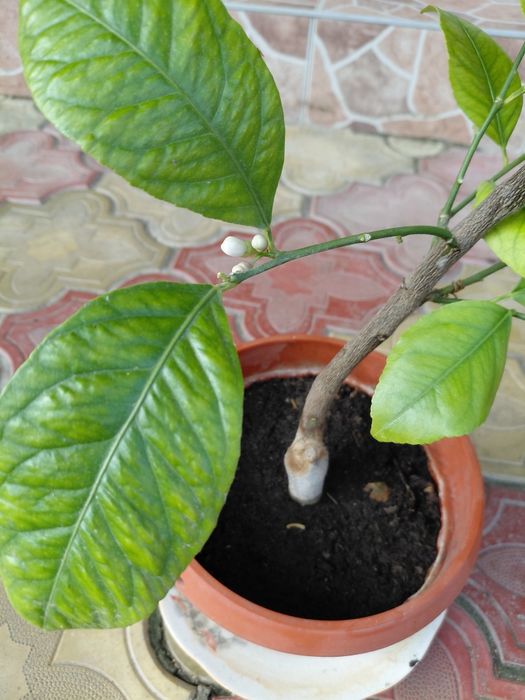 Vând lamai altoiți , infloriti !