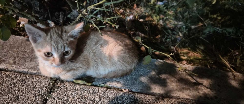 Pui de pisica pentru adoptie