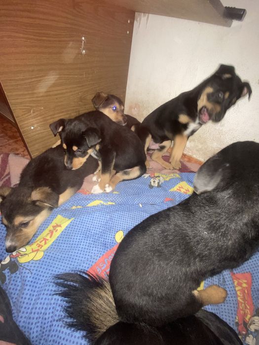 Подарявам кученца на два мевеца