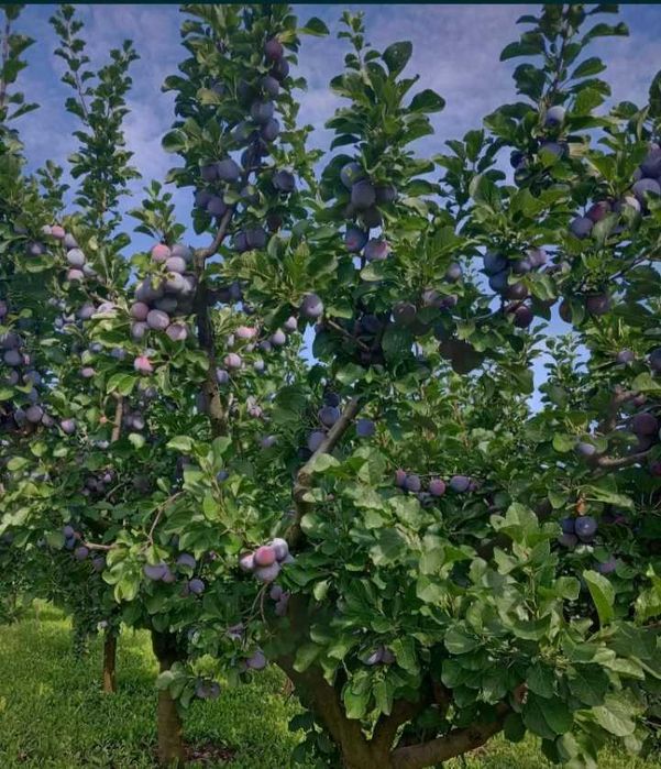 Prune culese în but