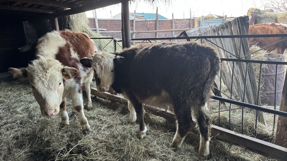 Продаются коровы с телятами
