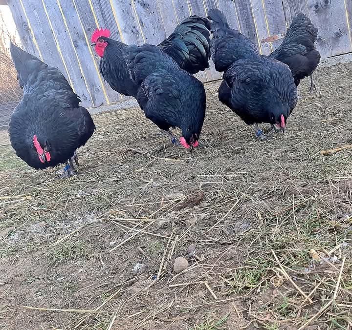 Australorp Cocosi 2025