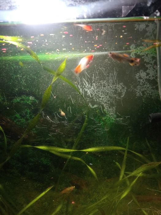 Срочно продам аквариум в полном комплекте