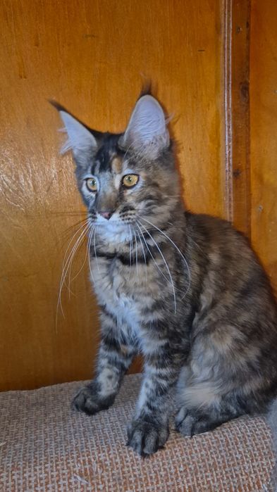 Котята породы Мейн-кун