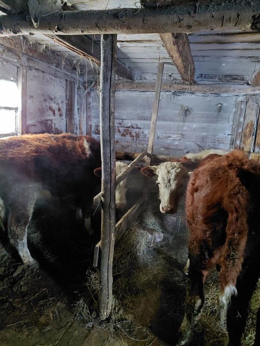 Продам двух бычков годовалые