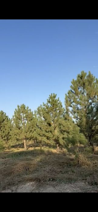 Сосна крымская 6,7,8м