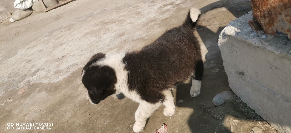 Kuchuk holati sotiladi