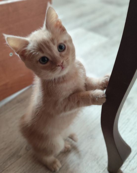 Домашние животные,.