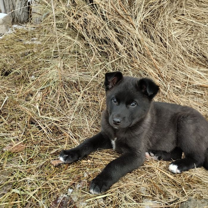 Отдам в добрые руки