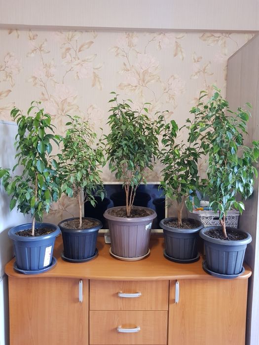 Продам фикус бенджамин