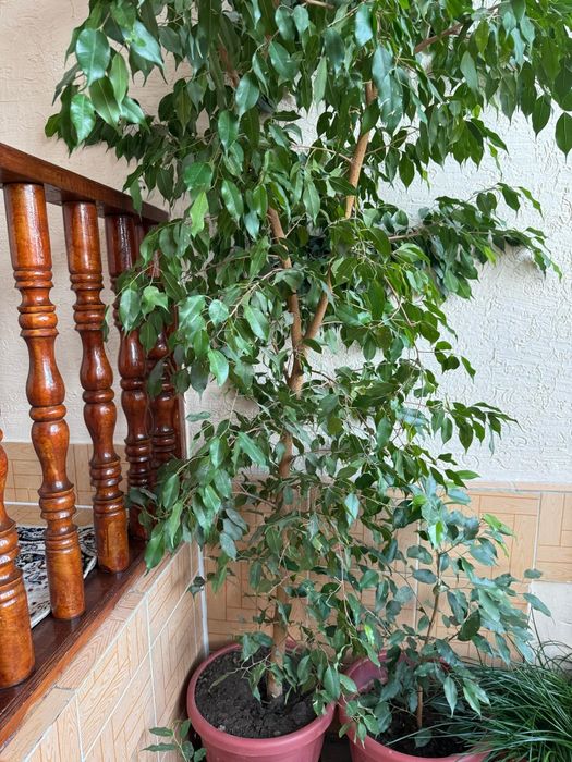 Цвиток фикус в горшке