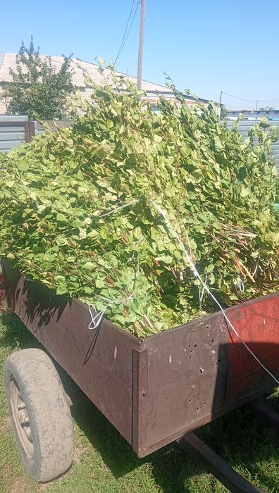 Веники для бани  и сауны