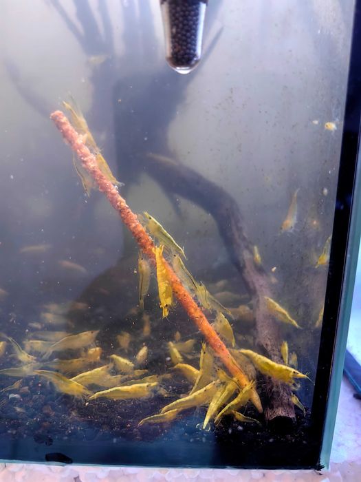 Храна за скариди