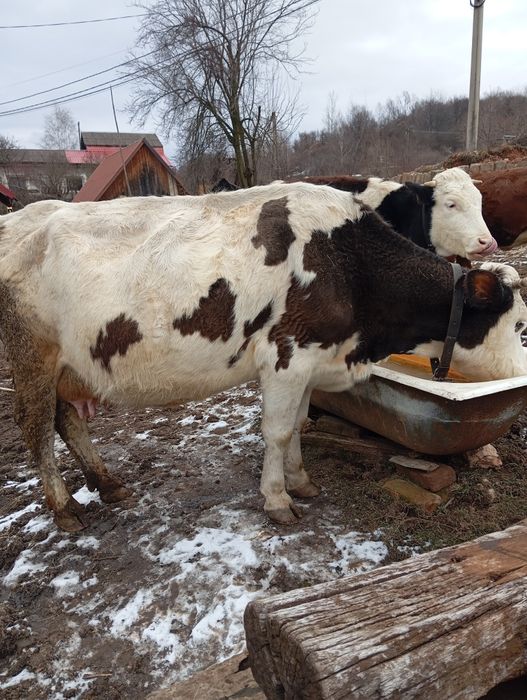 Vând vacă cu vitel