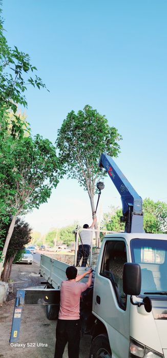 Берйоза, липа, каштан, дуп бор