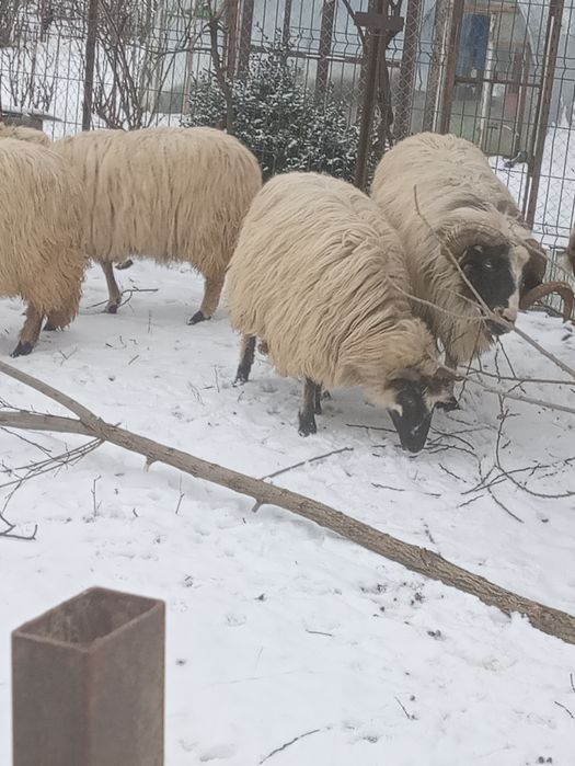 Vind 8 mioare și un berbec la alegere din 2