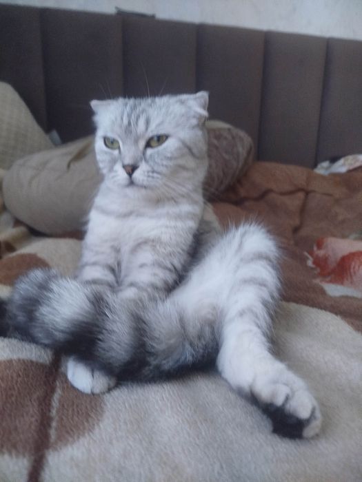Котята шотландские